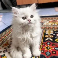واگذاری مسئولانه تعدادی گربه
