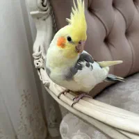 عروس هلندی ابلق نر و لوتینو سفید نر