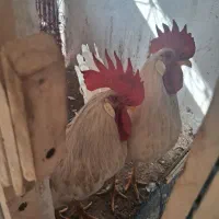 خروس|حیوانات مزرعه|اراک, |دیوار