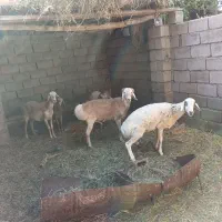 حیوانات