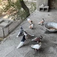 کفتر چادری یا ساده