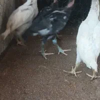 جوجه لاری