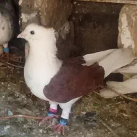 کبوتر