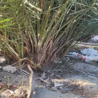 دیمیت بلکبری