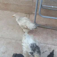 جوجه برهما