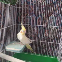 عروس هلندی