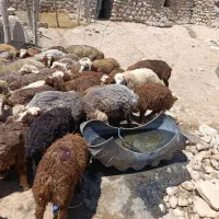 بره نر