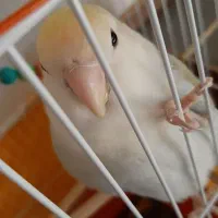 طوطی کوتوله برزیلی