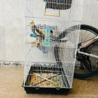 چهار تا عروس هلندی