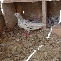 هفت رنگ ماده ب ضمانت تخم و جوجه