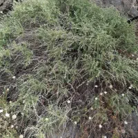 آویشن برگ پهن گرمسیر