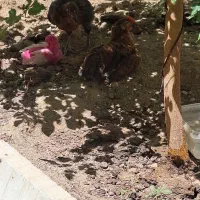 جوجه رسمی ۳ ماهه