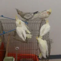 عروس هلندی