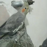 عروس هلندی ماده یکی بخر دو تا ببر