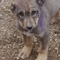 سگ سراب|سگ|خرمدره, |دیوار