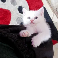 گربه