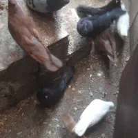 کبوتر