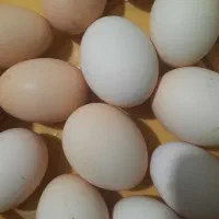تخم مرغ محلی