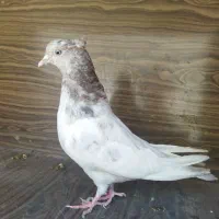 کفتر|پرنده|مشهد, ثامن|دیوار