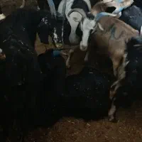 40راس بز داشت