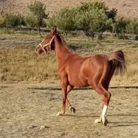 اسب