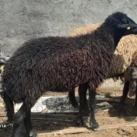 میش هترو