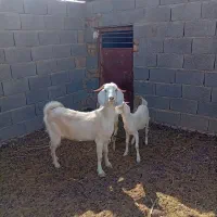 بز دورگ‌سانن جوان و شیرا با جفت بزغاله ماده تخمی