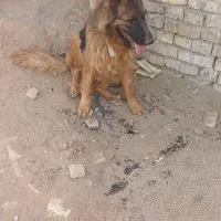 فروش سگ نگهبان