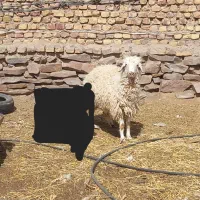 یک بره نر تقریباً وزنش بین ۵۰ تا ۶۰ است