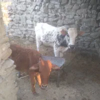 فروش دو عدد گوساله نر