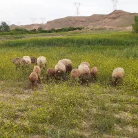 فروش میش و بره