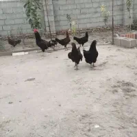 خروس زیرسال بادوعددمرحلی سه عددم ایام سمانی