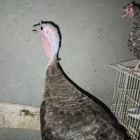 واگذاری رایگان بوقلمون ماده