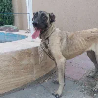 سگ سرابی ماده