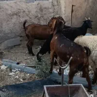 بز . چپش . بزغاله
