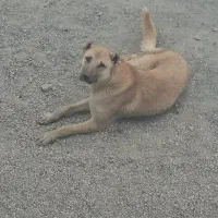 توله نر دورگه