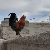 خروس فروشی