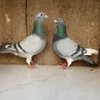 کبوتر پلاکی مولد