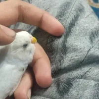 مرغ عشق دستی وفنچ