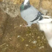 پلاک دارپلاکش کددارع کبوترمرتب