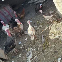بوقلمون محلی اصل