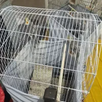 عروس هلندی