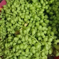 غوره فخری