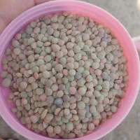 پخش عمده نخود  ممتاز کرمانشاه در سطح تهران و کرج