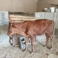 گوساله