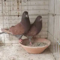 کله دمسبز. سوسکی دمسفید سرخ. کبوترپرشی