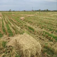 سرچینا کاه کلوش