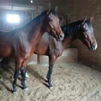 یک راس نریان دوخون