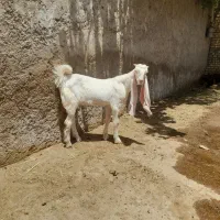 بزگلابی