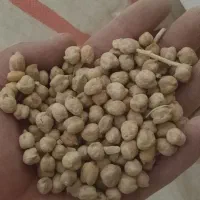 نخود امسال کیلو فروش عمده